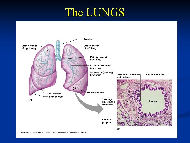 The LUNGS 