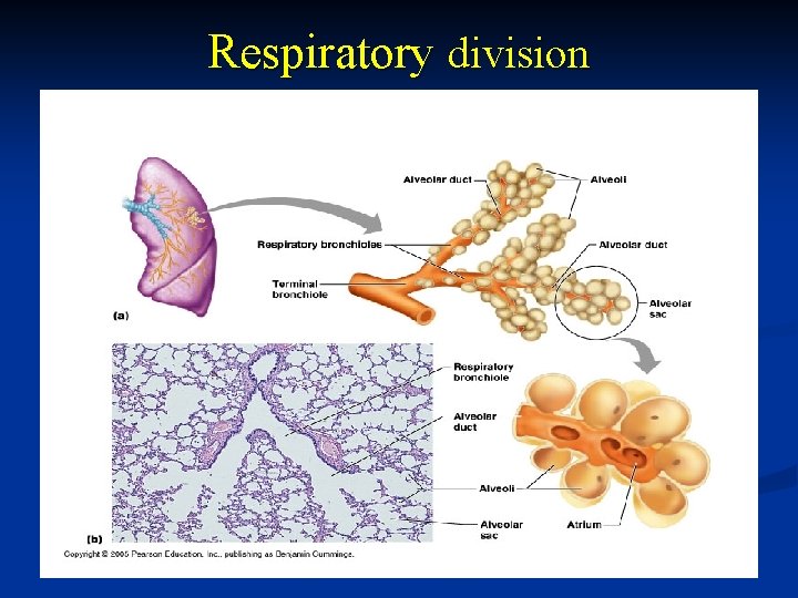 Respiratory division 