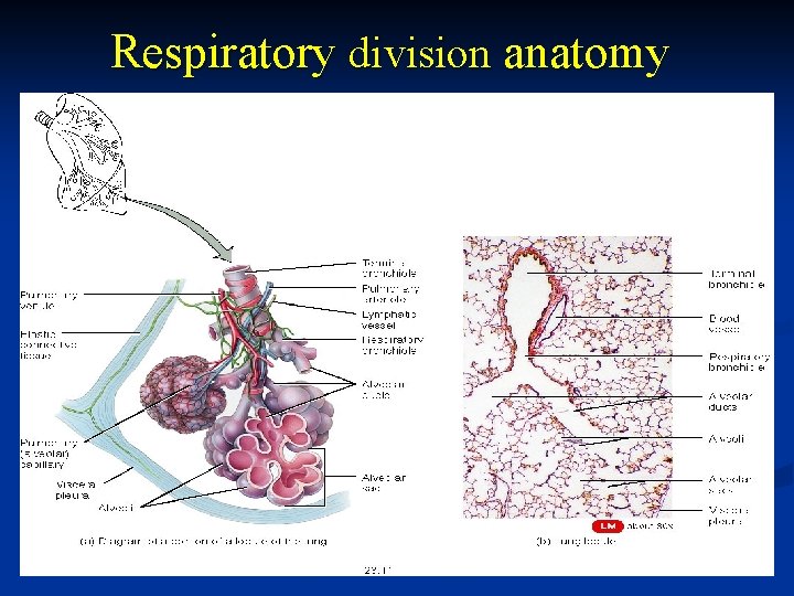 Respiratory division anatomy 