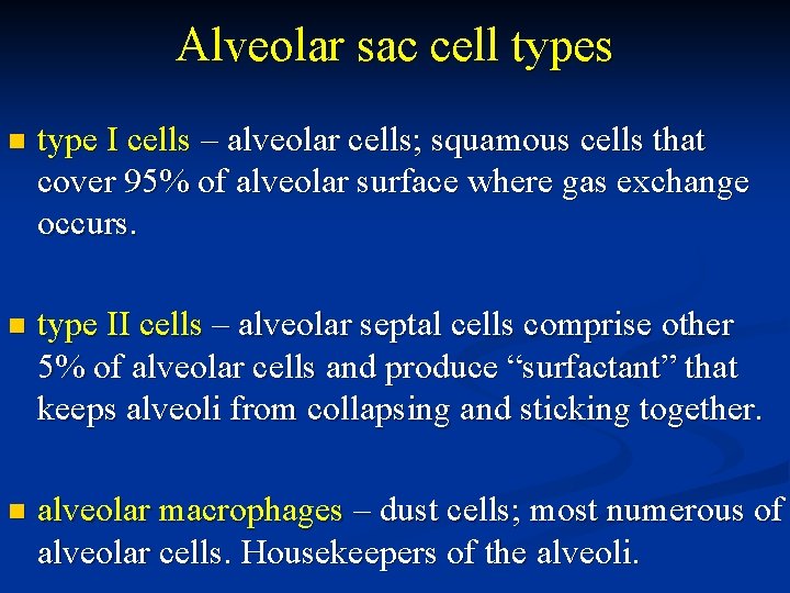 Alveolar sac cell types n type I cells – alveolar cells; squamous cells that