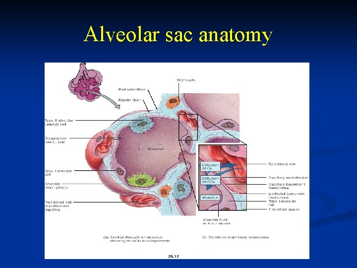 Alveolar sac anatomy 