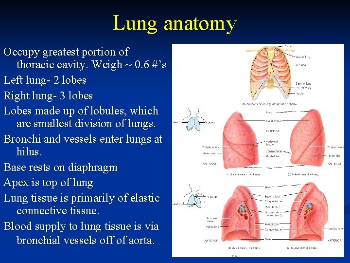 Lung anatomy Occupy greatest portion of thoracic cavity. Weigh ~ 0. 6 #’s Left