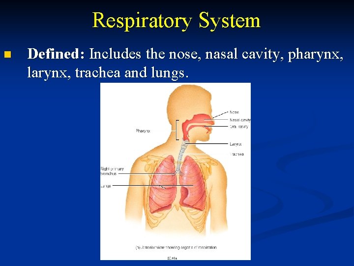 Respiratory System n Defined: Includes the nose, nasal cavity, pharynx, larynx, trachea and lungs.