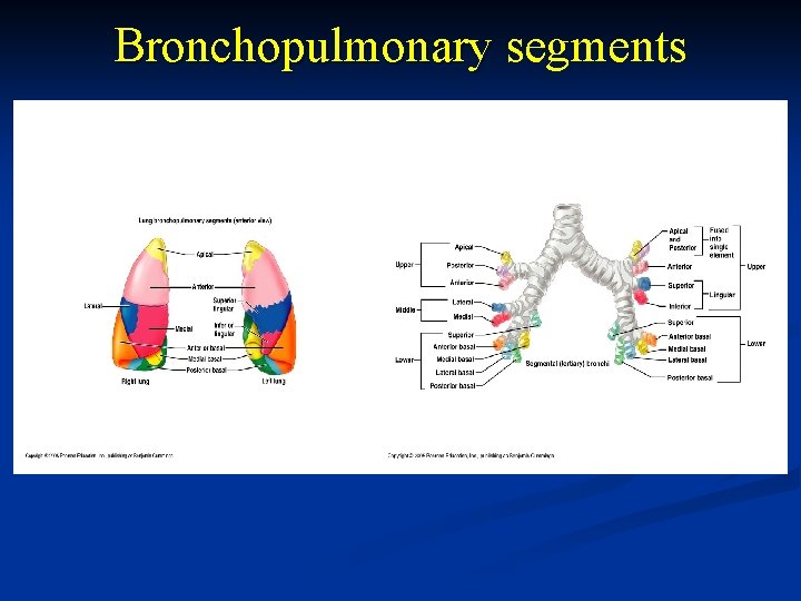 Bronchopulmonary segments 