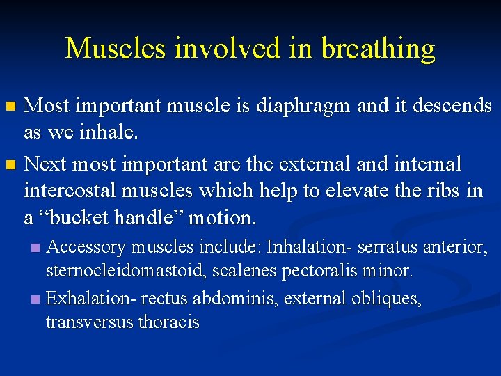 Muscles involved in breathing Most important muscle is diaphragm and it descends as we