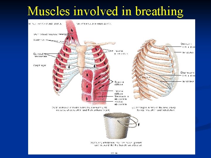 Muscles involved in breathing 