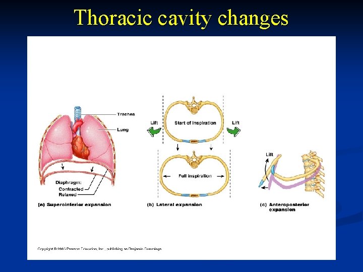 Thoracic cavity changes 