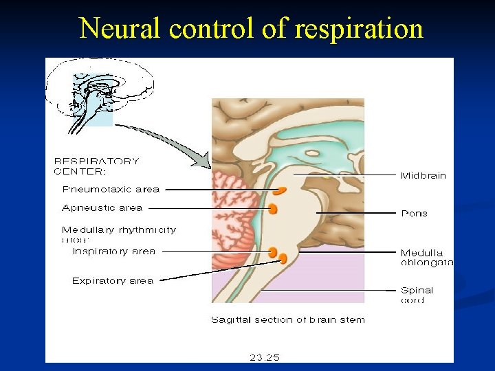 Neural control of respiration 