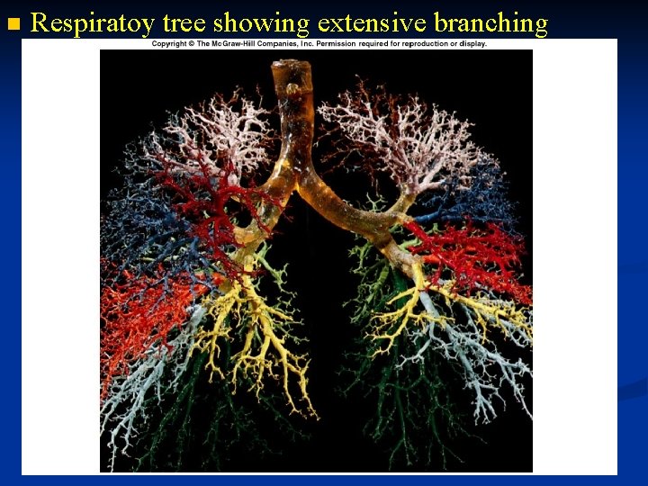 n Respiratoy tree showing extensive branching 