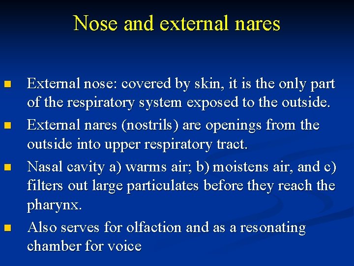 Nose and external nares n n External nose: covered by skin, it is the