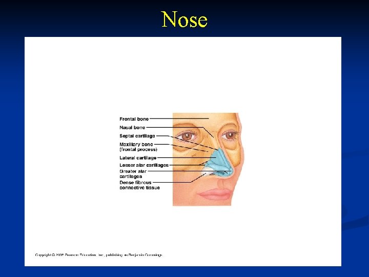 Nose 