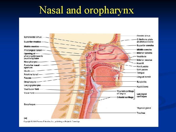 Nasal and oropharynx 