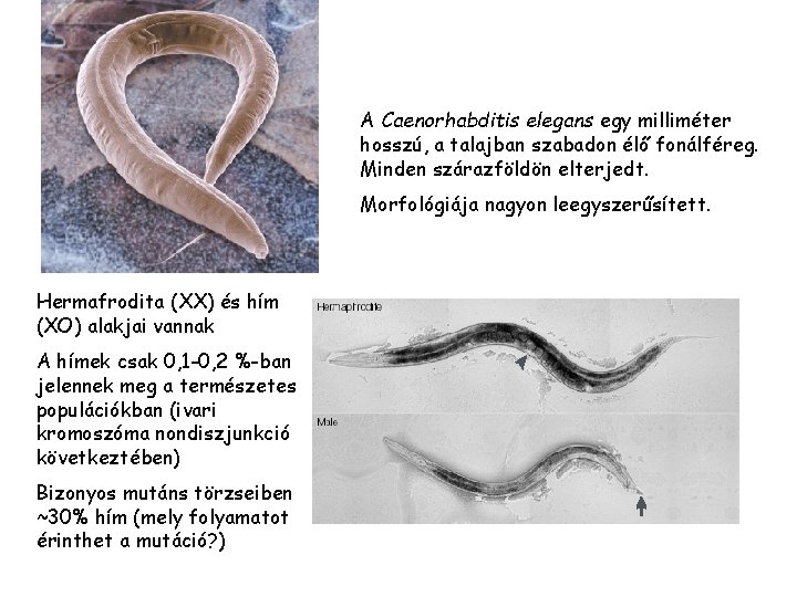 A Caenorhabditis elegans egy milliméter hosszú, a talajban szabadon élő fonálféreg. Minden szárazföldön elterjedt.