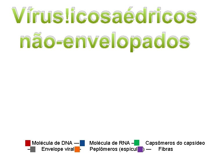 Vírus icosaédricos não-envelopados Molécula de DNA — Molécula de RNA — Capsômeros do capsídeo