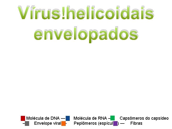 Vírus helicoidais envelopados Molécula de DNA — Molécula de RNA — Capsômeros do capsídeo
