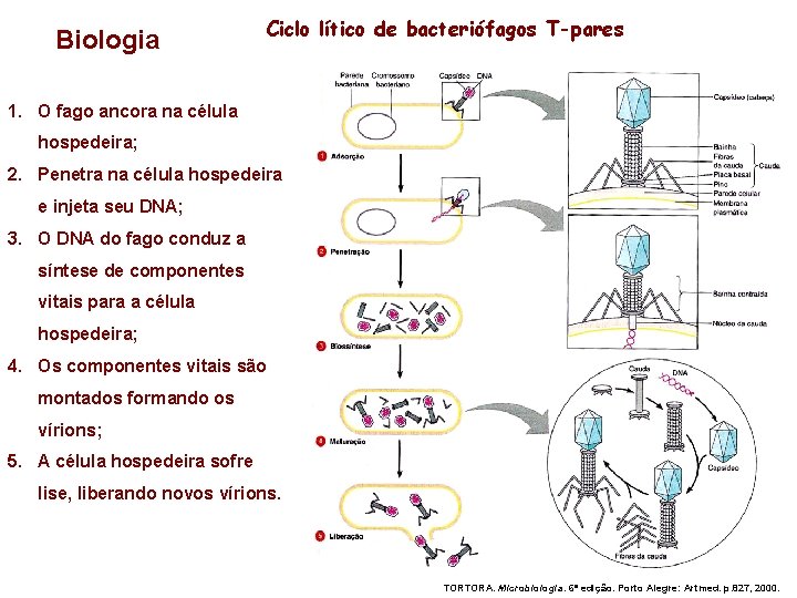 Biologia Ciclo lítico de bacteriófagos T-pares 1. O fago ancora na célula hospedeira; 2.