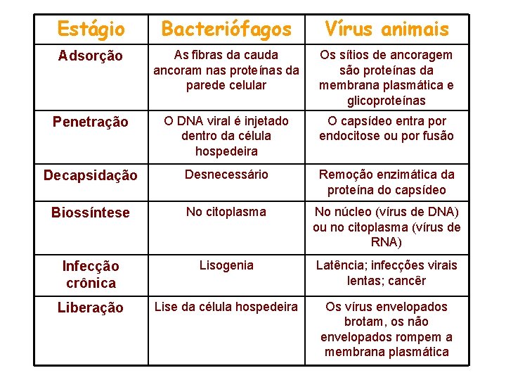 Estágio Bacteriófagos Vírus animais Adsorção As fibras da cauda ancoram nas proteínas da parede