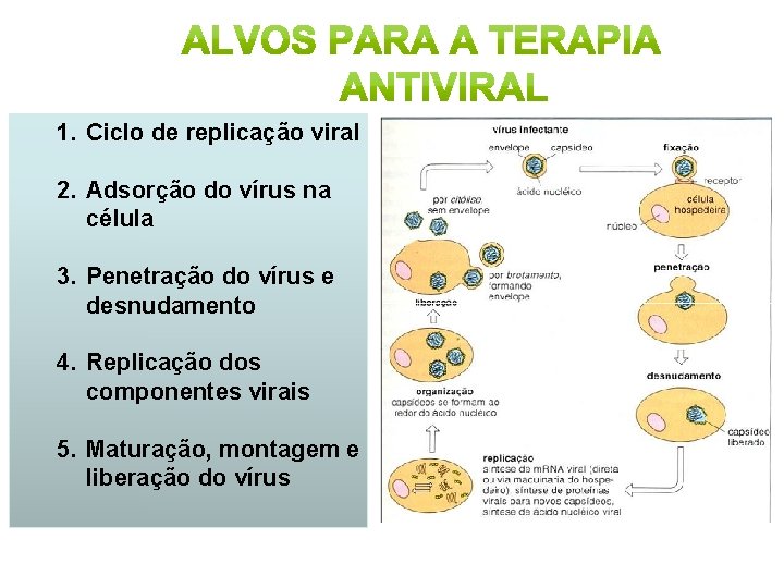 1. Ciclo de replicação viral 2. Adsorção do vírus na célula 3. Penetração do