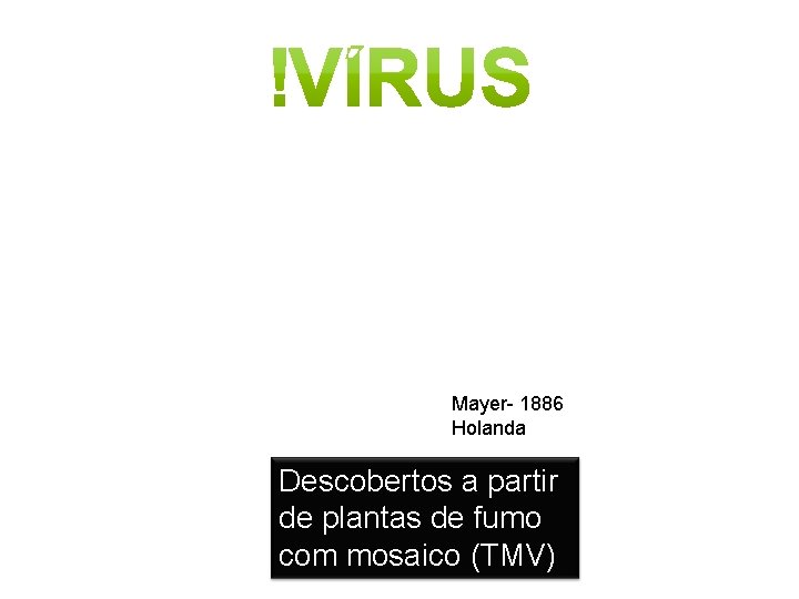 Mayer- 1886 Holanda Descobertos a partir de plantas de fumo com mosaico (TMV) 