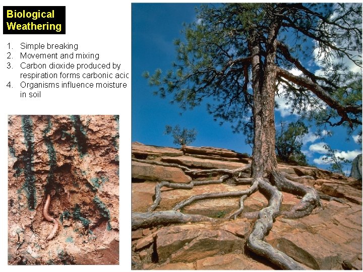 Biological Weathering 1. Simple breaking 2. Movement and mixing 3. Carbon dioxide produced by