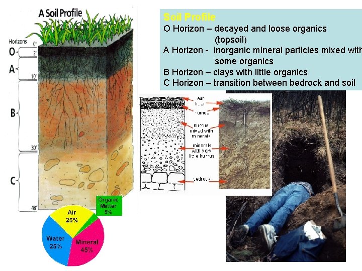 Soil Profile O Horizon – decayed and loose organics (topsoil) A Horizon - inorganic