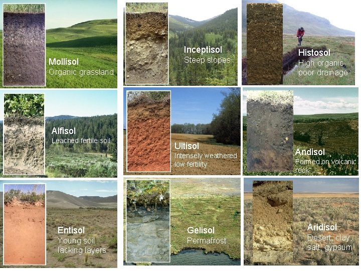 Inceptisol Mollisol Steep slopes Organic grassland Histosol High organic poor drainage Alfisol Leached fertile