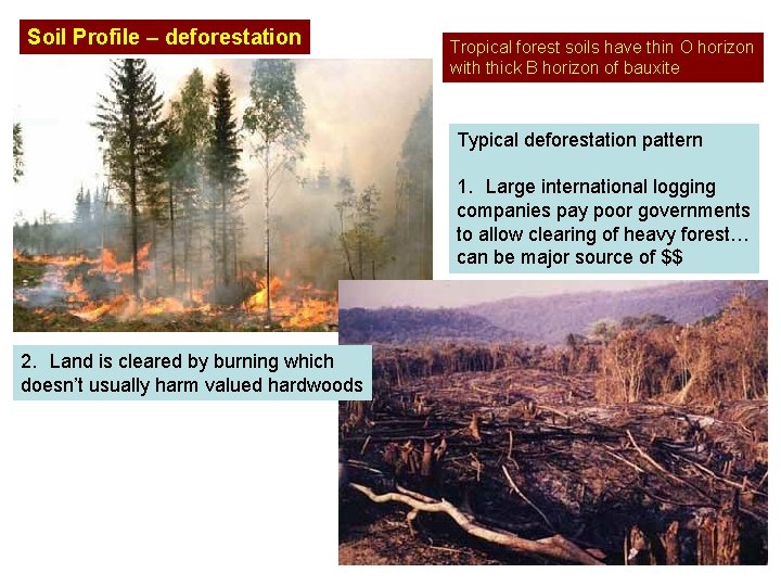 Soil Profile – deforestation Tropical forest soils have thin O horizon with thick B