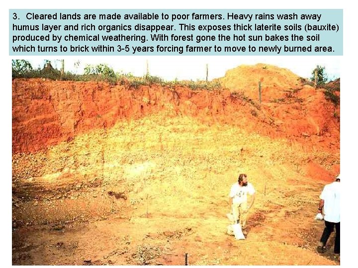 3. Cleared lands are made available to poor farmers. Heavy rains wash away humus