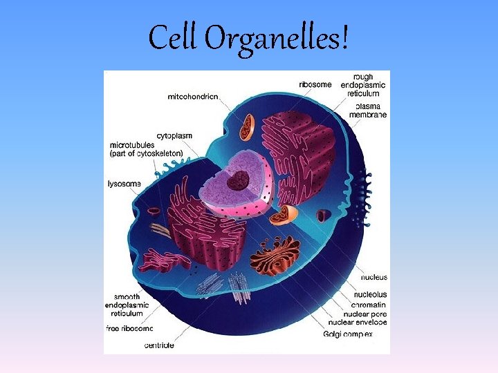 Cell Organelles! Cell Organelles!