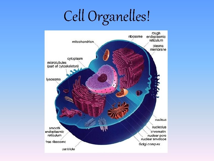 Cell Organelles! 
