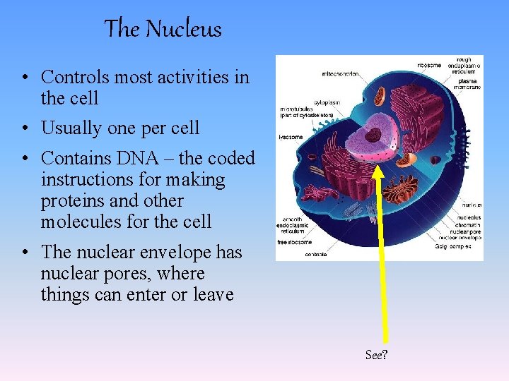 The Nucleus • Controls most activities in the cell • Usually one per cell