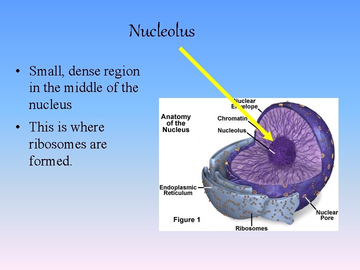 Nucleolus • Small, dense region in the middle of the nucleus • This is