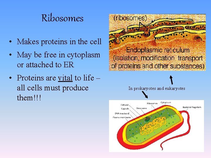 Ribosomes • Makes proteins in the cell • May be free in cytoplasm or