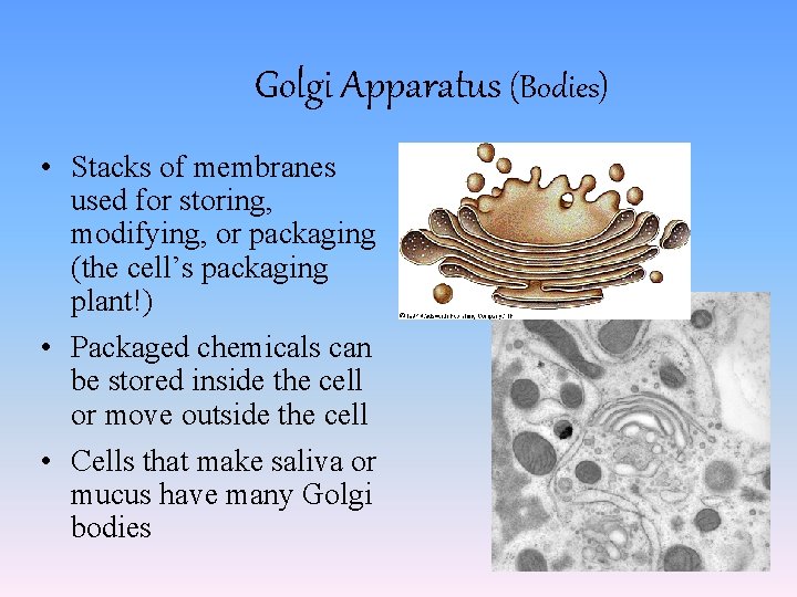 Golgi Apparatus (Bodies) • Stacks of membranes used for storing, modifying, or packaging (the