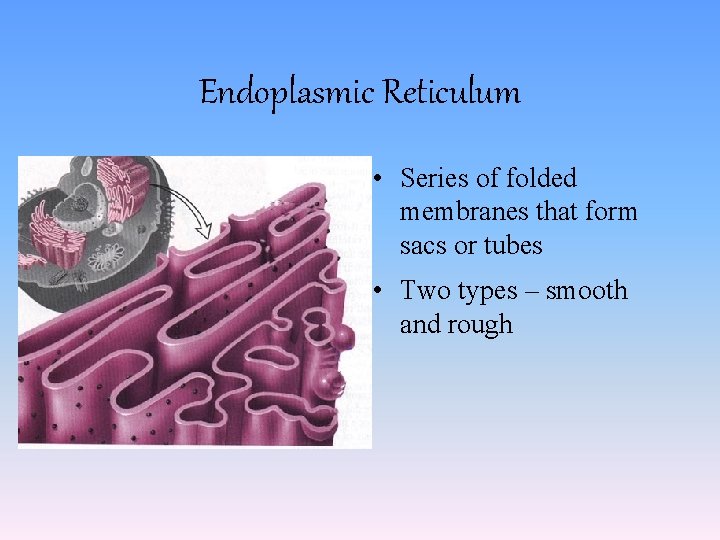 Endoplasmic Reticulum • Series of folded membranes that form sacs or tubes • Two