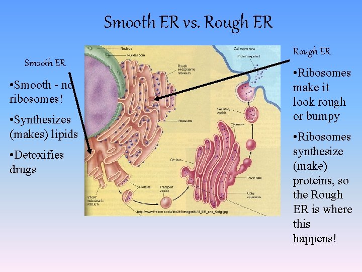 Smooth ER vs. Rough ER Smooth ER • Smooth - no ribosomes! • Synthesizes