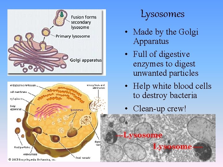 Lysosomes • Made by the Golgi Apparatus • Full of digestive enzymes to digest