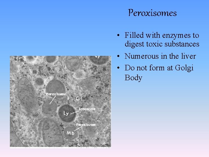 Peroxisomes • Filled with enzymes to digest toxic substances • Numerous in the liver Peroxisomes • Filled with enzymes to digest toxic substances • Numerous in the liver