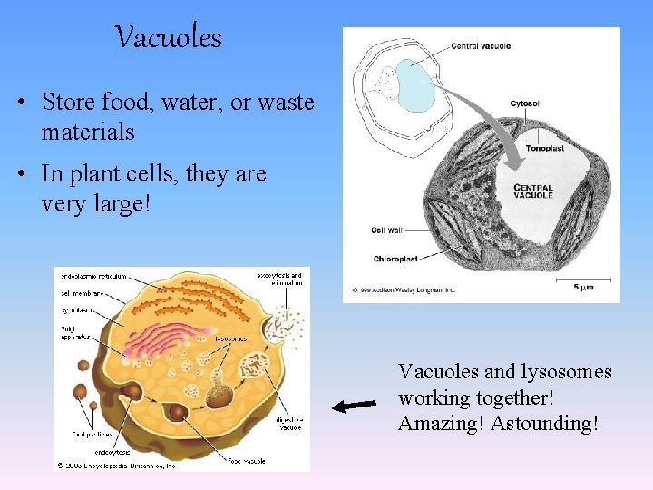 Vacuoles • Store food, water, or waste materials • In plant cells, they are