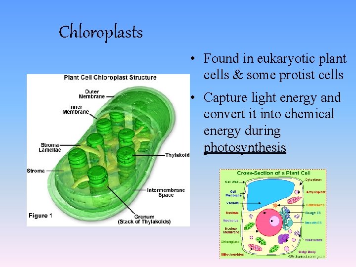 Chloroplasts • Found in eukaryotic plant cells & some protist cells • Capture light