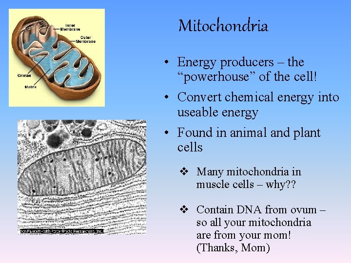 Mitochondria • Energy producers – the “powerhouse” of the cell! • Convert chemical energy