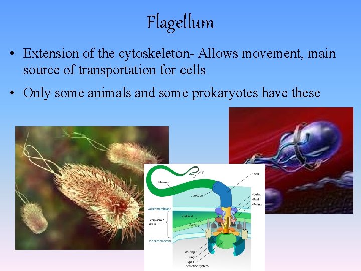 Flagellum • Extension of the cytoskeleton- Allows movement, main source of transportation for cells