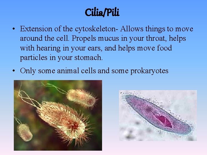 Cilia/Pili • Extension of the cytoskeleton- Allows things to move around the cell. Propels