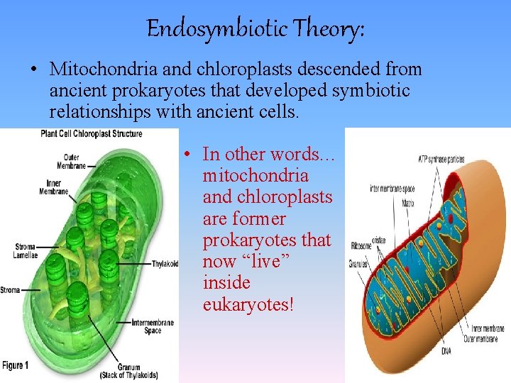 Endosymbiotic Theory: • Mitochondria and chloroplasts descended from ancient prokaryotes that developed symbiotic relationships