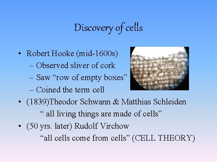 Discovery of cells • Robert Hooke (mid-1600 s) – Observed sliver of cork –