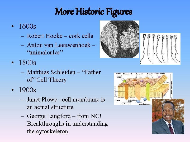 More Historic Figures • 1600 s – Robert Hooke – cork cells – Anton More Historic Figures • 1600 s – Robert Hooke – cork cells – Anton