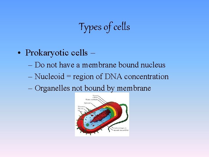 Types of cells • Prokaryotic cells – – Do not have a membrane bound Types of cells • Prokaryotic cells – – Do not have a membrane bound