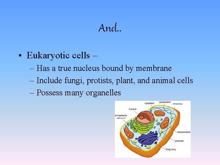 And. . • Eukaryotic cells – – Has a true nucleus bound by membrane And. . • Eukaryotic cells – – Has a true nucleus bound by membrane