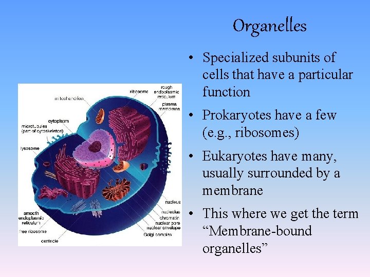 Organelles • Specialized subunits of cells that have a particular function • Prokaryotes have