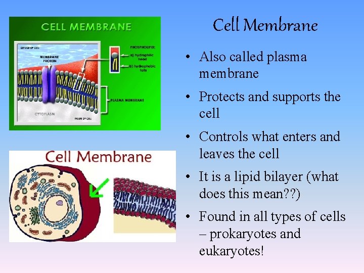 Cell Membrane • Also called plasma membrane • Protects and supports the cell • Cell Membrane • Also called plasma membrane • Protects and supports the cell •